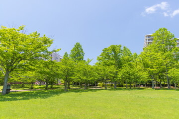 新緑の西神中央公園　神戸市西区にて