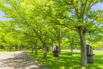 新緑の西神中央公園　神戸市西区にて
