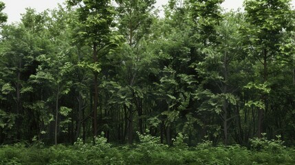 Fototapeta premium A cow grazing in a green field with a forest in the background