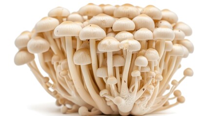 A close-up view of a cluster of mushrooms on a white surface, perfect for use in nature-inspired designs and illustrations