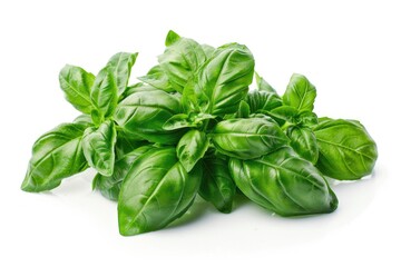 A bunch of fresh basil leaves on a white surface