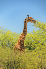 A giraffe foraging among lush green foliage during a vibrant safari in Botswana’s wilderness