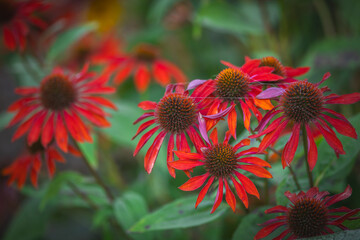 purple coneflower Echinacea purpurea amazing red flower in summer garden, Garden-Inspired Wallpaper or Desktop Background