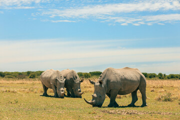 Rhinos grazing peacefully in the expansive savanna of Botswana during a sunny afternoon safari adventure