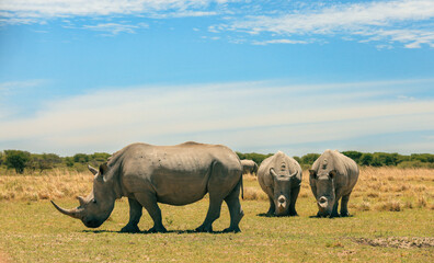Fototapeta premium Wildlife safari experience in Botswana showcasing three rhinoceroses grazing under a clear blue sky