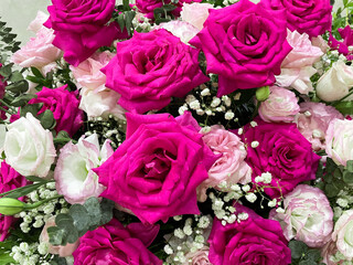 Close-up of a beautiful rose. Roses are a symbol of love, respect for beauty and deep affection.