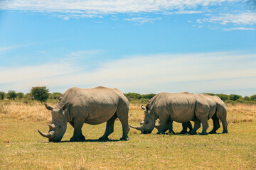 Obraz premium Rhinos grazing peacefully in the grasslands of Botswana during a sunny afternoon safari