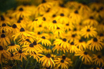 yellow Black-eyed Susan Rudbeckia fulgida amazing flower in summer garden, wallpaper or background theme