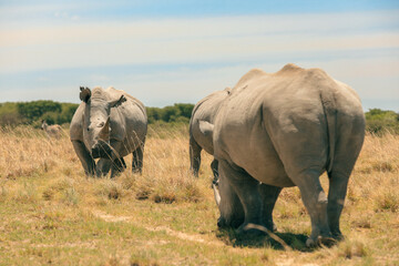 Obraz premium Rhinos grazing peacefully in the sunny savanna during a Botswana safari adventure
