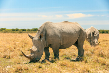 Exploring the beauty of Botswana's landscape with rhinos grazing under a bright blue sky