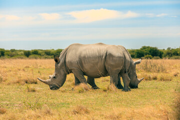 Exploring Botswana's wildlife during a serene safari, featuring rhinoceroses grazing in the lush plains under a bright sky