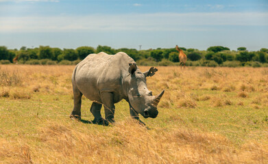 Obraz premium Rhinoceros walking through the grasslands during a safari adventure in Botswana under a clear blue sky