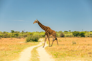 A giraffe gracefully walks along a sandy path during a sunny day in the Botswana safari landscape