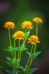 Summer garden flowers wallpaper Heliopsis helianthoides is a species of flowering plant in the family Asteraceae, known by the common names smooth oxeye and false sunflower Inspired Wallpaper