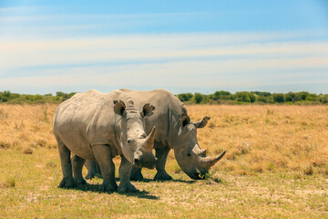 Fototapeta premium Rhinos grazing serenely under a bright sky during a safari adventure in Botswana's vast wetlands