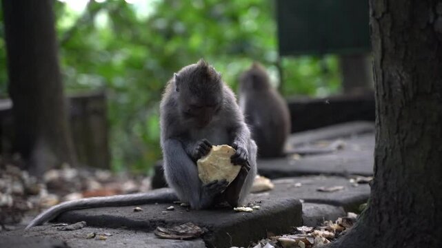 A monkey is eating a piece of bread. The scene is set in a forest, with trees and bushes surrounding the monkey. Scene is peaceful and serene, as the monkey enjoys its meal in a natural setting