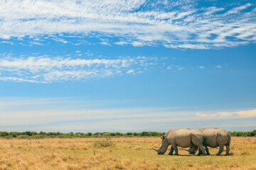 Naklejka premium Two rhinos roam the savannah under a brilliant sky in Botswana during a safari adventure
