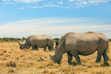 Exploring the vast savannah in Botswana while observing white rhinos grazing peacefully under a clear blue sky