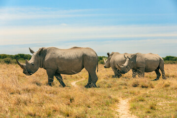 Obraz premium Exploring Botswana's wildlife with three rhinos grazing in the savannah under a sunny sky
