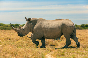 Obraz premium Exploring Botswana's wilderness with a rhinoceros in its natural habitat during a sunny afternoon