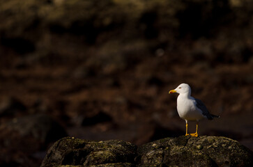 Yellow-legged gull Larus michahellis atlantis. Los Dos Roques. Galdar. Gran Canaria. Canary...