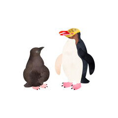 キンメペンギン（キガシラペンギン）の雛と成鳥。水彩風イラスト。 Yellow-eyed penguin chick and adult. Watercolor style illustration.