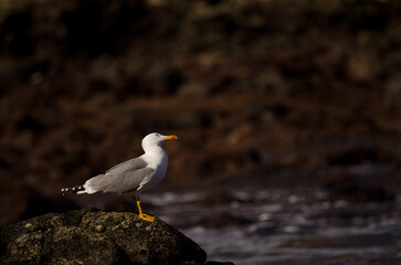 Yellow-legged gull Larus michahellis atlantis looking up. Los Dos Roques. Galdar. Gran Canaria. Canary Islands. Spain.