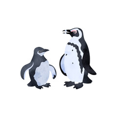 ケープペンギン（アフリカペンギン）の雛と成鳥。水彩風イラスト。 African penguin chick and adult. Watercolor style illustration.