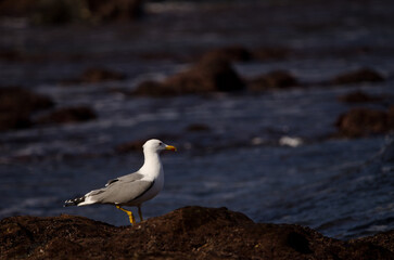Yellow-legged gull Larus michahellis atlantis. Los Dos Roques. Galdar. Gran Canaria. Canary Islands. Spain.