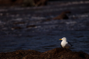 Yellow-legged gull Larus michahellis atlantis. Los Dos Roques. Galdar. Gran Canaria. Canary Islands. Spain.