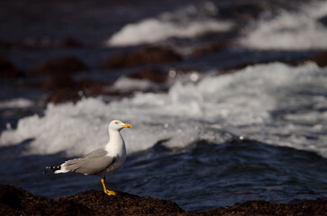 Yellow-legged gull Larus michahellis atlantis. Los Dos Roques. Galdar. Gran Canaria. Canary Islands. Spain.