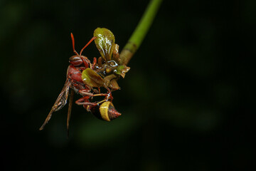Close up of a red paper wasp on a green leaf.