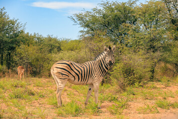 Naklejka premium A zebra grazing peacefully in the lush landscapes of Botswana during a vibrant safari adventure