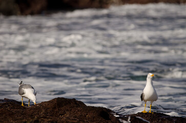 Yellow-legged gulls Larus michahellis atlantis. Los Dos Roques. Galdar. Gran Canaria. Canary Islands. Spain.
