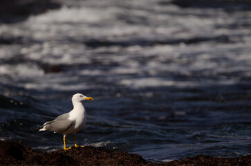 Yellow-legged gull Larus michahellis atlantis. Los Dos Roques. Galdar. Gran Canaria. Canary Islands. Spain.