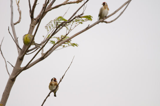 European goldfinch Carduelis carduelis parva resting with another birds. Lomada de Tecina. San Sebastian de La Gomera. La Gomera. Canary Islands. Spain.