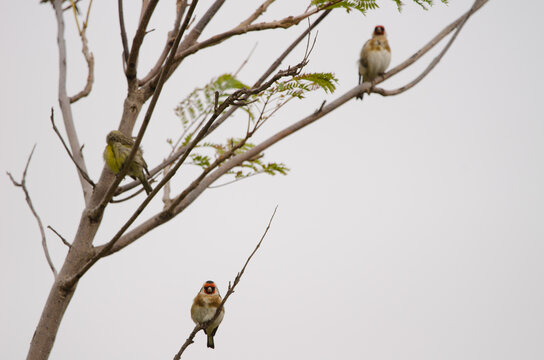 European goldfinch Carduelis carduelis parva resting with another birds. Lomada de Tecina. San Sebastian de La Gomera. La Gomera. Canary Islands. Spain.