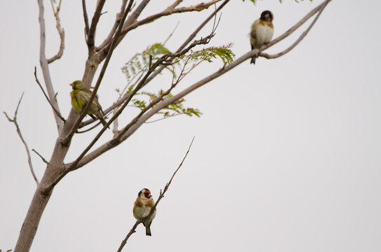 European goldfinch Carduelis carduelis parva resting with another birds. Lomada de Tecina. San Sebastian de La Gomera. La Gomera. Canary Islands. Spain.