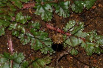 Upperside view of a male common harvestman Phalangium opilio. Garajonay National Park. La Gomera. Canary Islands. Spain.