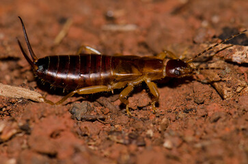Earwig on the forest floor. Garajonay National Park. La Gomera. Canary Islands. Spain.