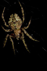 Spider in its web. Garajonay National Park. La Gomera. Canary Islands. Spain.