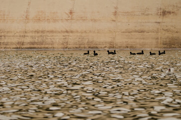 Eurasian coots Fulica atra atra. Cabecita dam. Vallehermoso. La Gomera. Canary Islands. Spain.