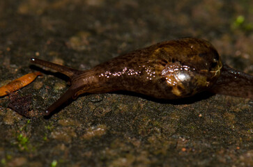 Slug Insulivitrina sp. Garajonay National Park. La Gomera. Canary Islands. Spain.