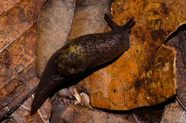 Slug Insulivitrina sp. Garajonay National Park. La Gomera. Canary Islands. Spain.