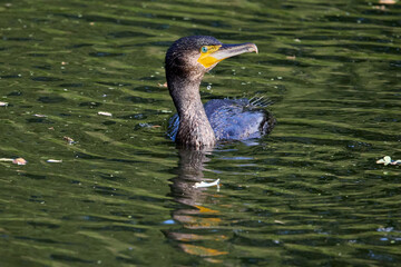 Cormorant (Phalacrocorax carbo) swimming in calm water.