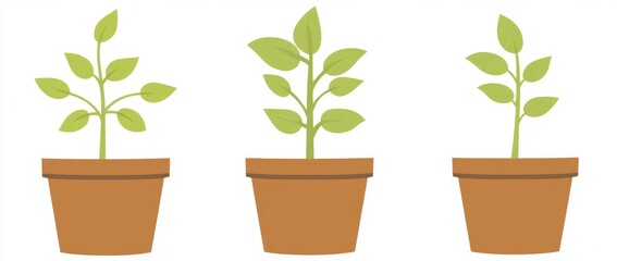 Fototapeta premium Sprouts growing in pots from seed. Coronation of bean cotyledons. Design of plant seedling in modern times.