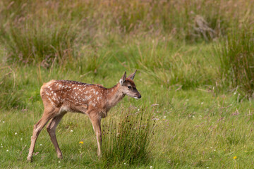 European red deer fawn calf feeding