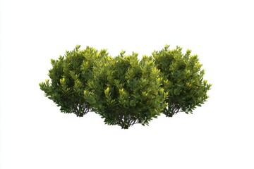 Fototapeta premium Hedge plant foliage in the form of a hedge. Popular garden shrubs such as boxwood, tree crown bush, and seasonal bushes can be used for decorating a park, garden, or a green fence.