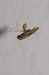 Cosmopolitan cellar spider Pholcus phalangioides with prey. Agulo. La Gomera. Canary Islands. Spain.