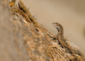 Juvenile Boettger's lizard Gallotia caesaris gomerae. Vallehermoso. La Gomera. Canary Islands. Spain.